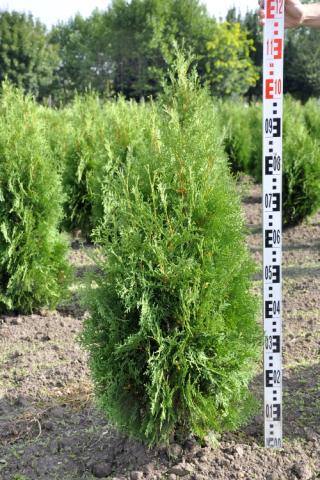 Thuja occidentalis 'Malonyana'